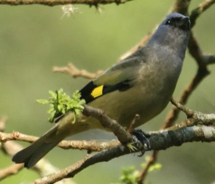 File:Thraupis abbas, Mexico-6.jpg