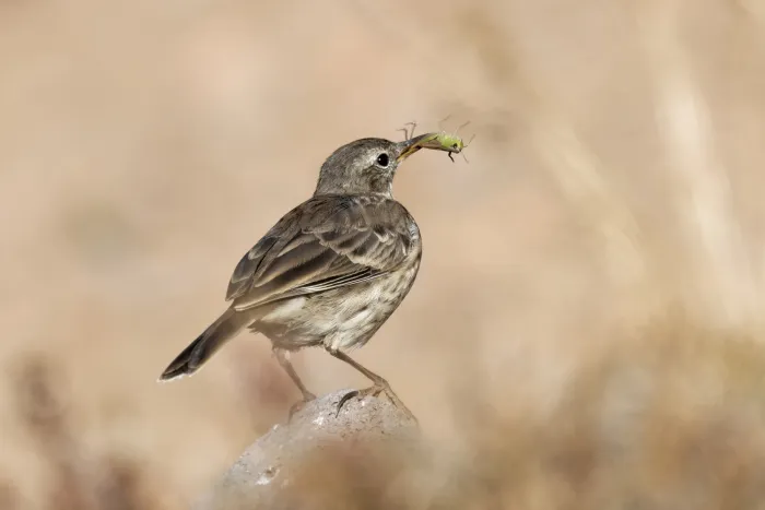File:Anthus spinoletta Puy de Cacadogne 20190912 t173448.jpg