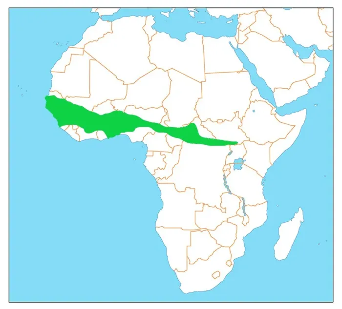 File:Coracias cyanogaster dist.jpg