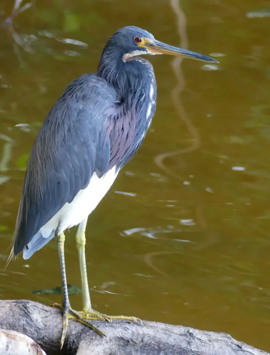 File:Tricolored Heron (Egretta tricolor) Celestun.jpg