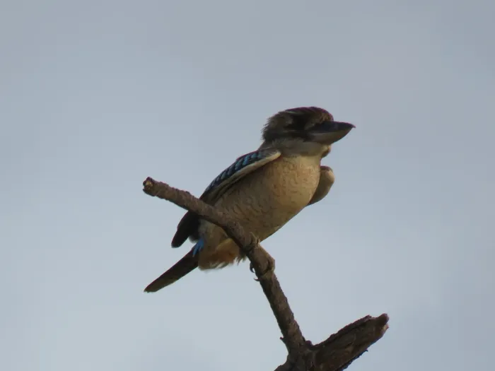 File:Dacelo leachii (49587742412).jpg