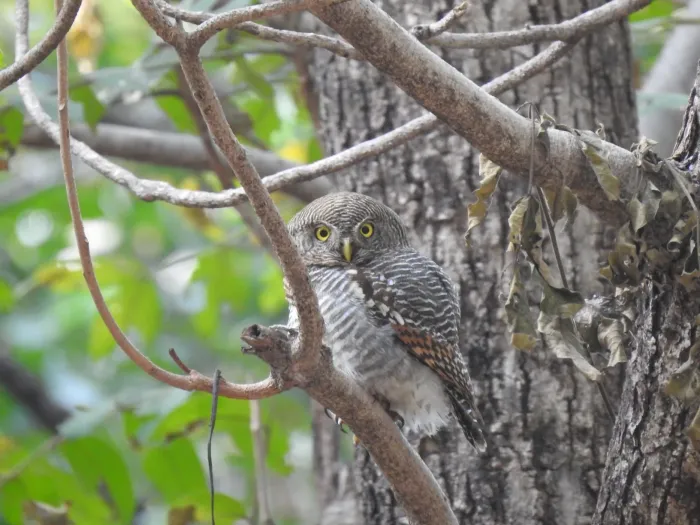 File:Jungle Owlet (Glaucidium radiatum).jpg