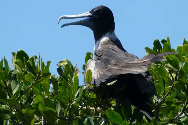 File:Magnificent Frigatebird (Fregata magnificens) female - Isla Contoy QR 2020.jpg