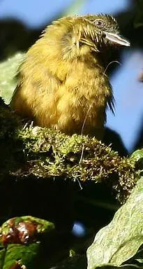 File:Chlorothraupis stolzmanni.jpg