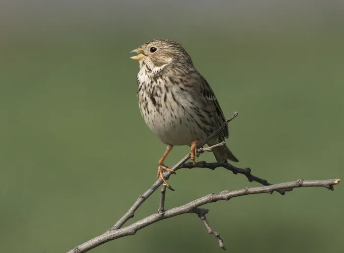 File:Emberiza calandra - Corn bunting 04.jpg