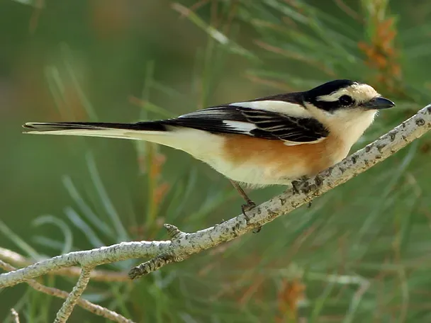 File:Lanius nubicus.jpg