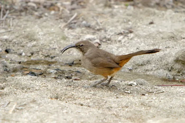 File:California Thrasher (Toxostoma redivivum).jpg