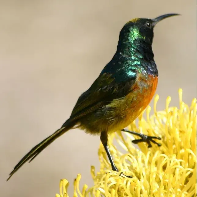 File:Anthobaphes violacea 5.jpg