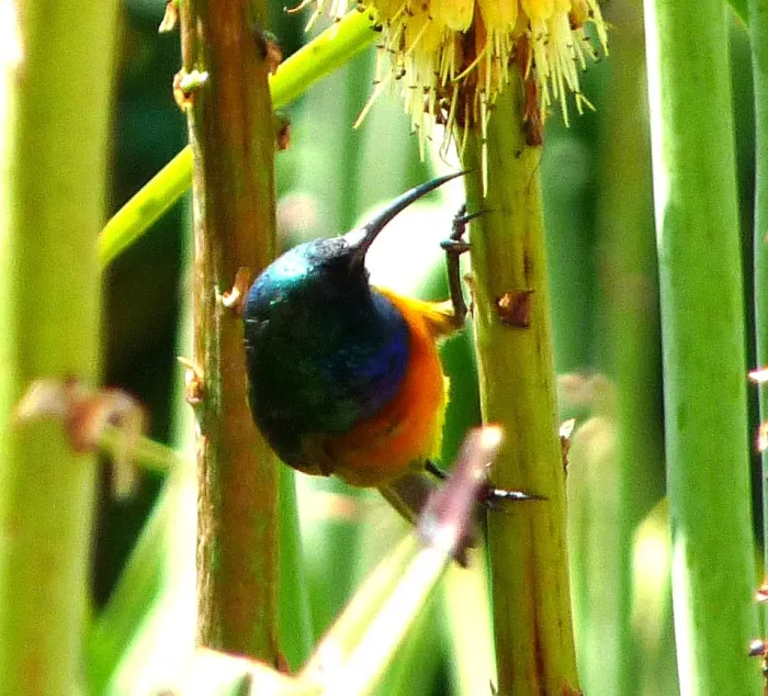 File:Anthobaphes violacea 6.jpg