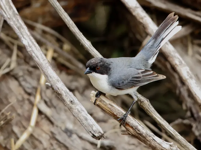 File:Microspingus melanoleucus (Black-capped Warbling Finch), Capivara, Santa Fe, Argentina.jpg