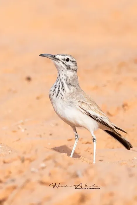 File:طيور منطقة المغيرAlaemon alaudipes.jpg