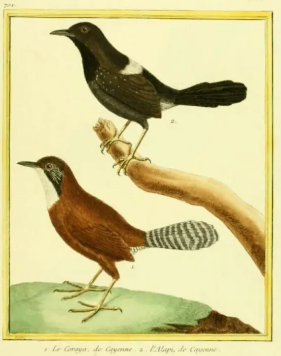 File:Pyriglena leuconota Pheugopedius coraya.jpg