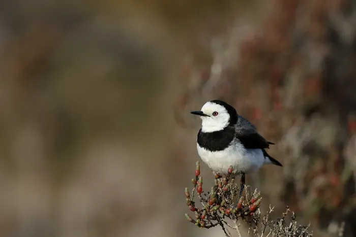 File:White-fronted Chat (Epthianura albifrons).jpg