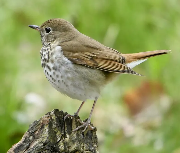 File:Catharus guttatus Sam Smith Park Toronto.jpg