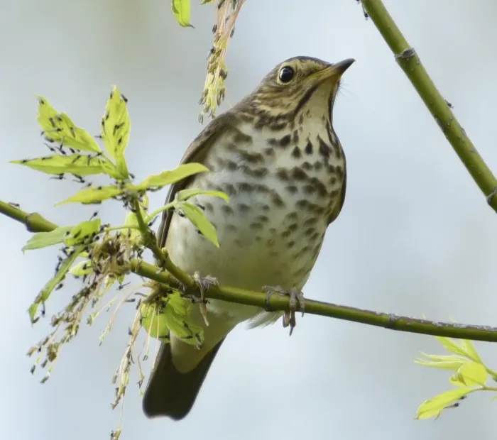 File:Catharus ustulatus Tommy Thompson Park Toronto1.jpg