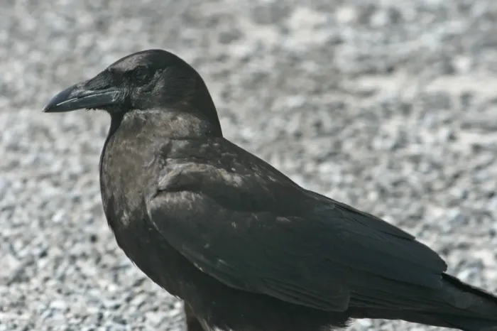 File:Corvus ossifragus Everglades.jpg