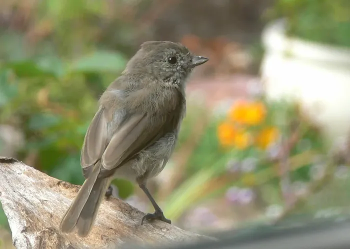 File:Baeolophus inornatus 2.jpg