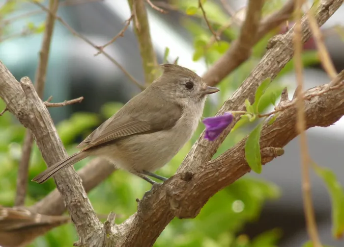 File:Baeolophus inornatus 3.jpg