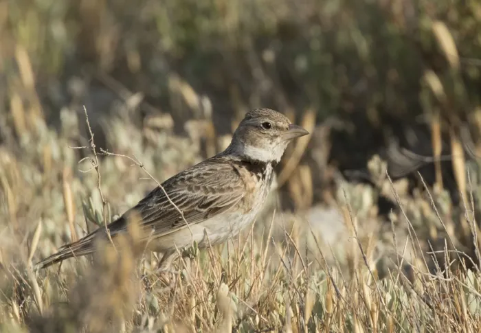 File:Melanocorypha calandra - Calandra Lark 01.jpg