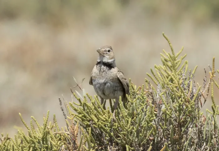 File:Melanocorypha calandra - Calandra Lark 04.jpg