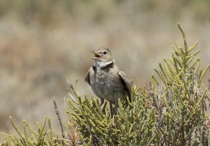 File:Melanocorypha calandra - Calandra Lark 05.jpg