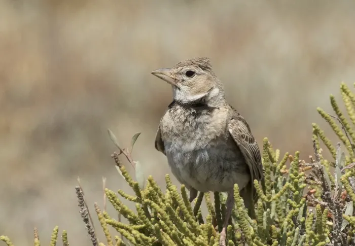 File:Melanocorypha calandra - Calandra Lark 06.jpg
