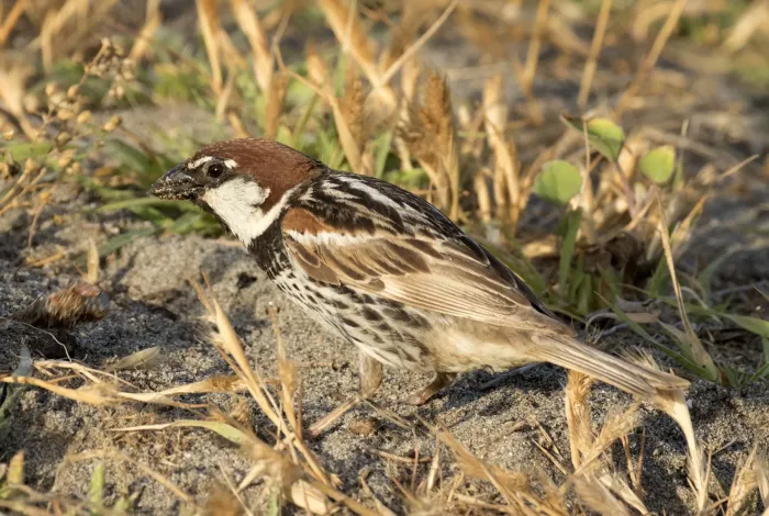 File:Passer hispaniolensis - Spanish Sparrow 04.jpg