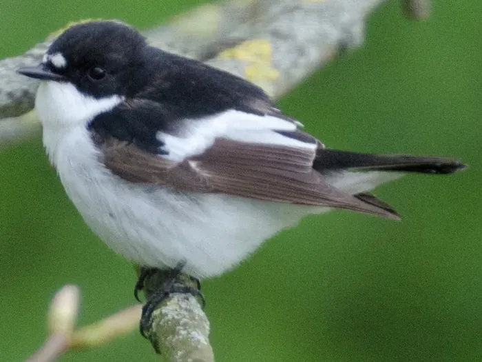 File:Ficedula semitorquata 2.jpg