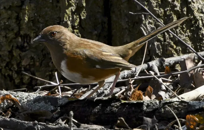 File:Pipilo erythrophthalmus f Sam Smith Park Toronto.jpg