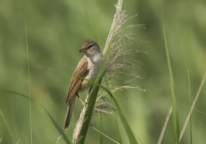File:Acrocephalus arundinaceus - Great Reed Warbler 02.jpg