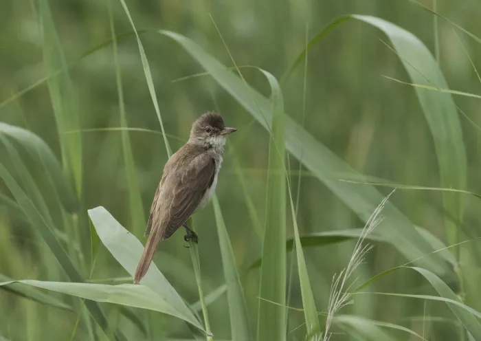 File:Acrocephalus arundinaceus - Great Reed Warbler 03.jpg