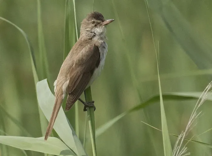 File:Acrocephalus arundinaceus - Great Reed Warbler 04.jpg