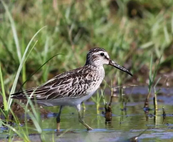 File:Broad-billed Sandpiper Calidris falcinellus, Chavakkad, Thrissur district, Kerala.jpg