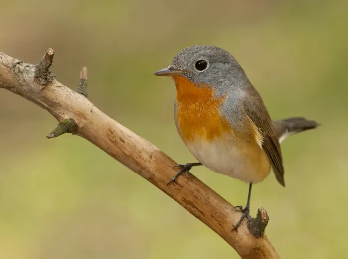 File:Ficedula parva мухоловка мала.jpg