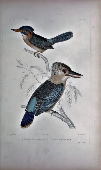 File:Dacelo leachii Alcedo atthis Voyage au pole sud et dans Oceanie.jpg