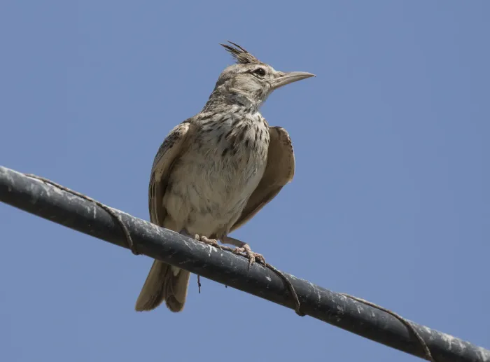 File:Galerida cristata - Crested lark 30.jpg