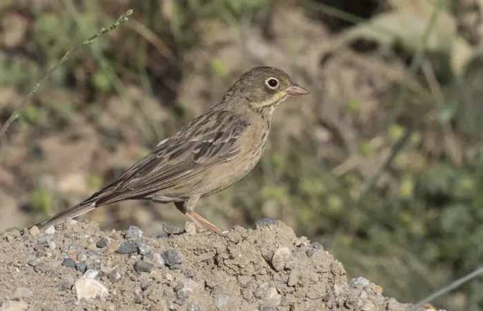 File:Emberiza hortulana - Ortolan bunting 02.jpg