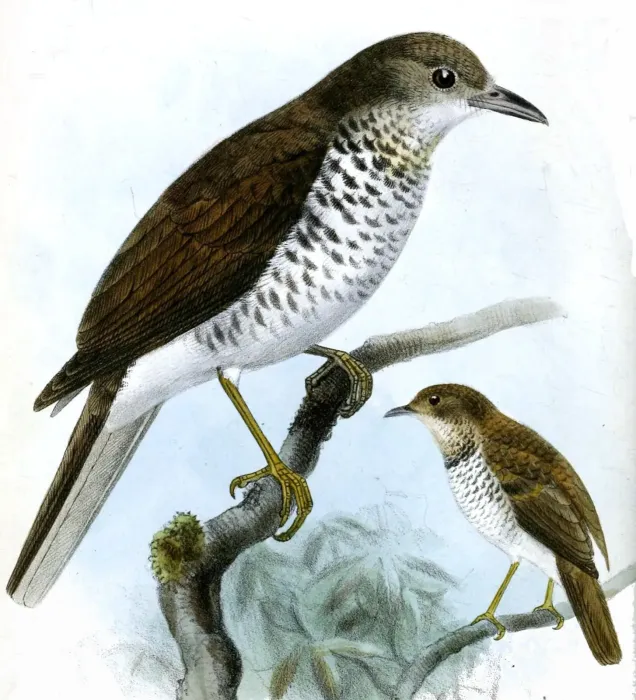 File:TurdusMaranonicusSmit (cropped).jpg