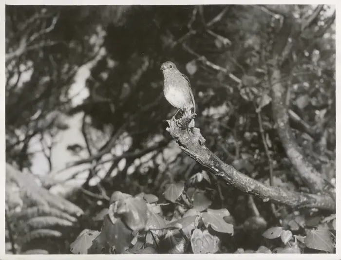 File:Native Robin. (Toutouwai, Petroica australis) (3).jpg