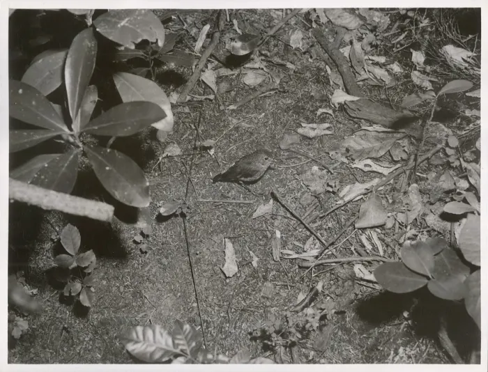 File:Native Robin. (Toutouwai, Petroica australis) (4).jpg