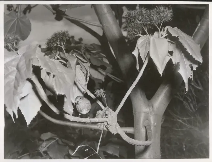 File:Native Robin. (Toutouwai, Petroica australis) (5).jpg