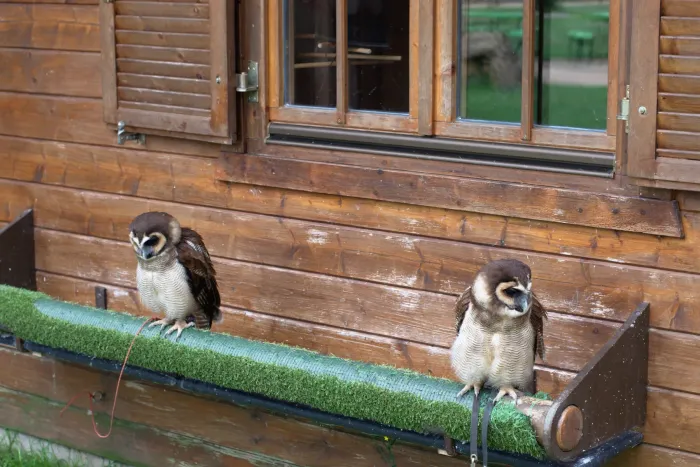 File:Strix leptogrammica 01.jpg