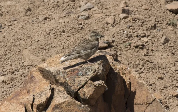 File:Petronia petronia - Rock sparrow 01.jpg