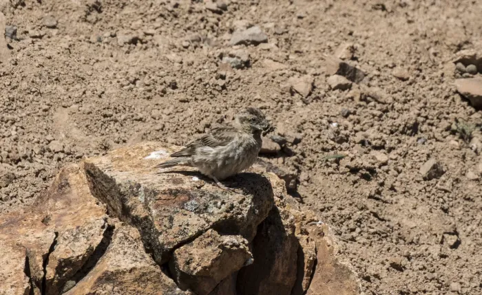 File:Petronia petronia - Rock sparrow 03.jpg