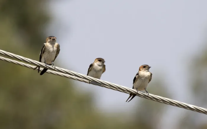 File:Cecropis rufula - European Red-rumped Swallow, Adana, Turkey 01.jpg
