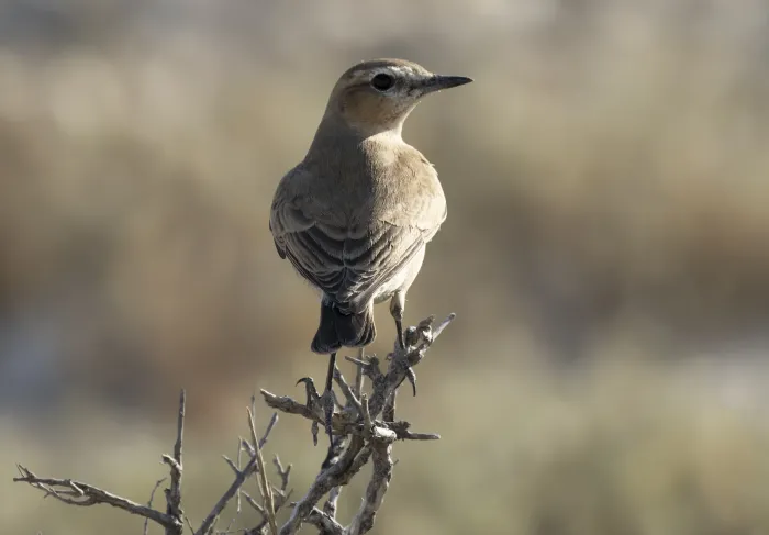 File:Oenanthe isabellina - Isabelline wheatear 01.jpg
