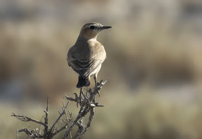 File:Oenanthe isabellina - Isabelline wheatear 02.jpg
