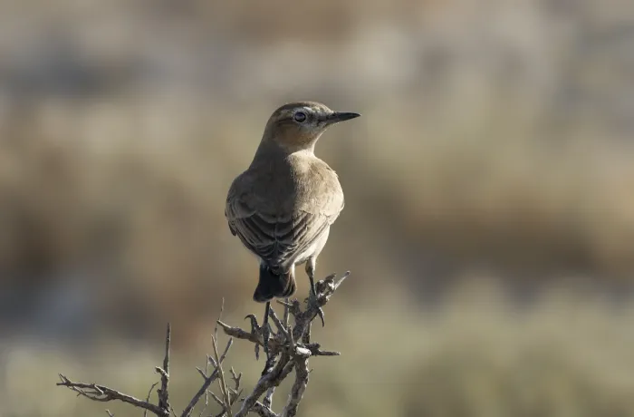 File:Oenanthe isabellina - Isabelline wheatear 03.jpg