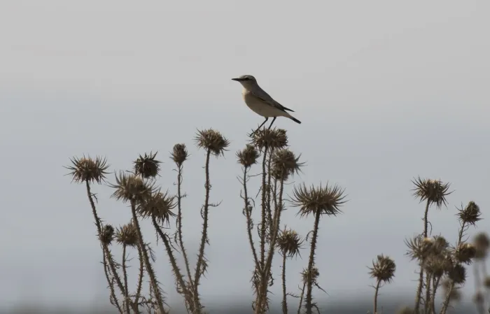 File:Oenanthe isabellina - Isabelline wheatear 04.jpg