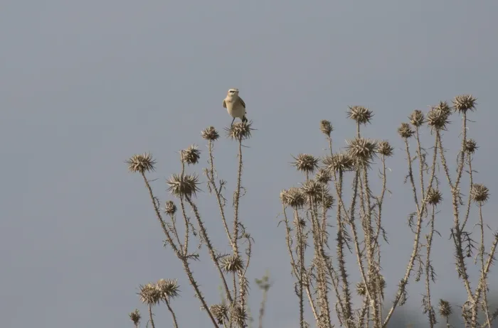File:Oenanthe isabellina - Isabelline wheatear 05.jpg